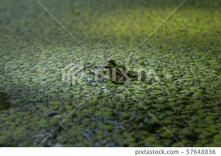 Green frog in a pond surrounded by duckweed Green frog in a pond surrounded by duckweed 57648836