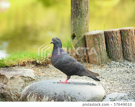 Suizenji Park kumamoto suizenji 57649010
