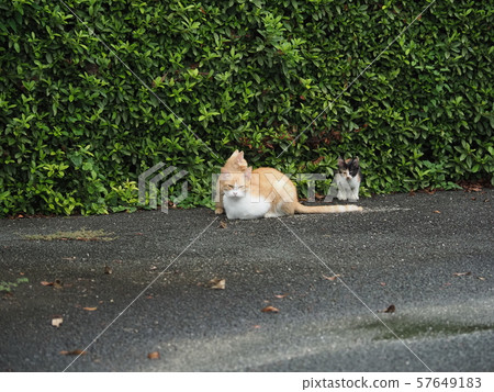 Wild cat, parent and child Wild cat, parent and child 57649183