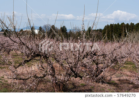 Plum blossoms in full bloom 57649270
