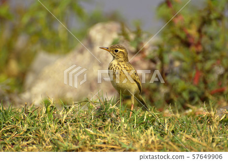 Paddyfield pipit, Oriental pipit, Pune Maharashtra Paddyfield pipit, Oriental pipit, Pune Maharashtra 57649906
