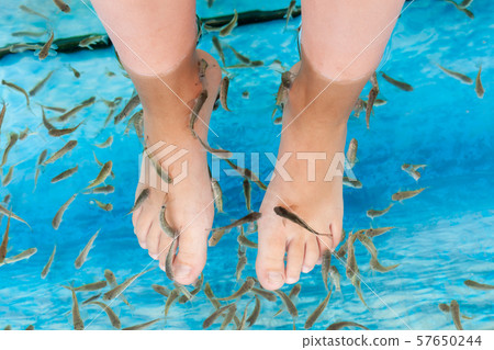 Flock of Doctor fish cleaning female feet Flock of Doctor fish cleaning female feet 57650244