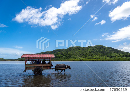 Iriomijima Yufu Island的水牛車 57650389
