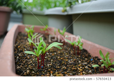 甜菜根栽培 甜菜根栽培 57650413