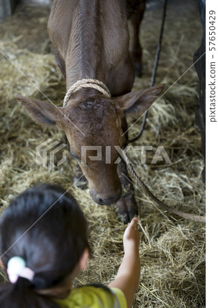 A girl touching a newborn calf A girl touching a newborn calf 57650429