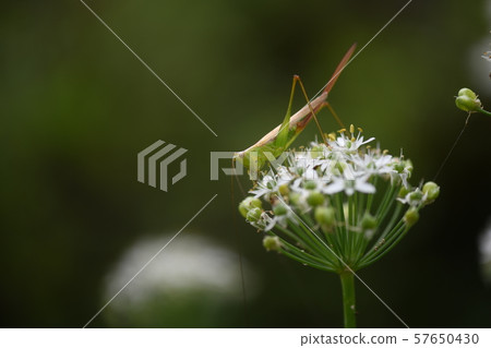 Onaga Sasakiri Onaga Sasakiri 57650430