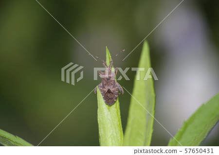 Hojoki bug Hojoki bug 57650431