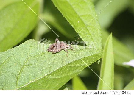 Hojoki bug Hojoki bug 57650432