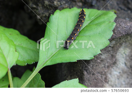 Sedithus megalar larva on leaf Sedithus megalar larva on leaf 57650693