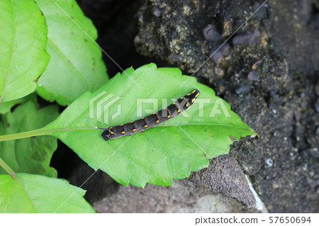 在葉子的Sedithus megalar幼蟲 在葉子的Sedithus megalar幼蟲 57650694