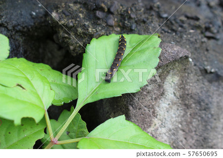在葉子的Sedithus megalar幼蟲 在葉子的Sedithus megalar幼蟲 57650695