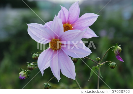 Emperor Dalia Emperor Dalia 57650703