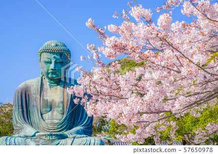 Big Buddha and cherry blossoms in Kamakura 57650978