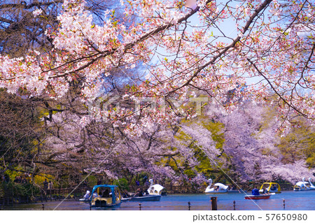Cherry blossoms in full bloom at Inokashira Park Cherry blossoms in full bloom at Inokashira Park 57650980