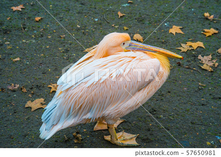 Great White Pelican in St. James Park 57650981