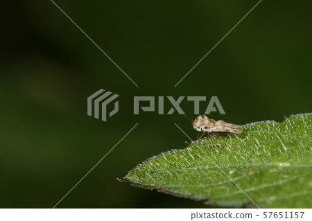 Living creature insects Awadachisougunbai, a newcomer from North America. Is your head strange when you see it from the side? Living creature insects Awadachisougunbai, a newcomer from North America. Is your head strange when you see it from the side? 57651157