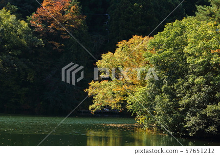 Yellow leaves of Lake Kamikita 57651212