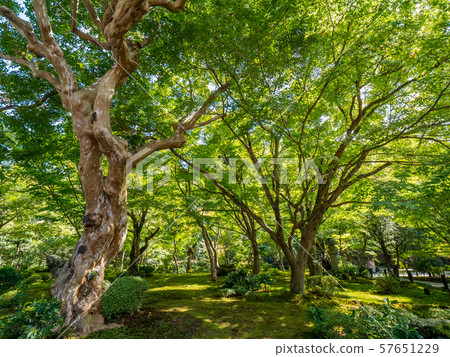 Ryoji Temple 57651229
