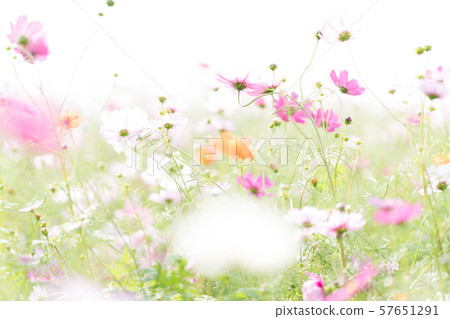 秋天的櫻桃樹 秋天的櫻桃樹 57651291