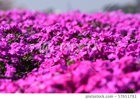 薄荷櫻桃樹 57651781