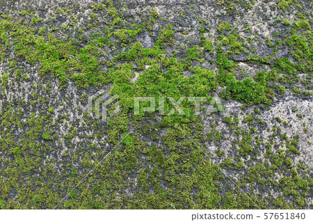 Moss covering the concrete wall (cigar moss) Moss covering the concrete wall (cigar moss) 57651840