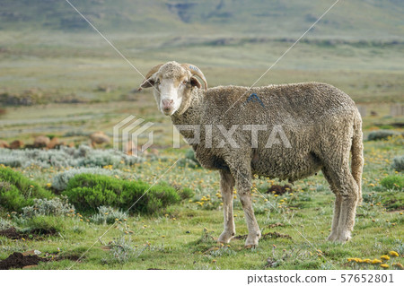 Lesotho sheep 57652801