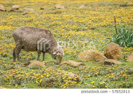 Lesotho sheep 57652813