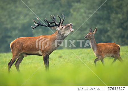 Red deer stag roaring in rutting season and hind walking behind it Red deer stag roaring in rutting season and hind walking behind it 57652827