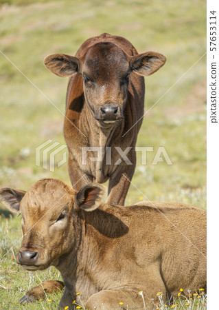 Lesotho calf 57653114