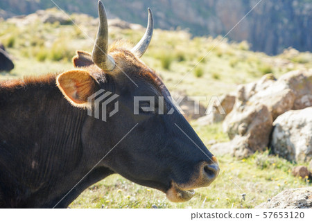 Lesotho cattle 57653120