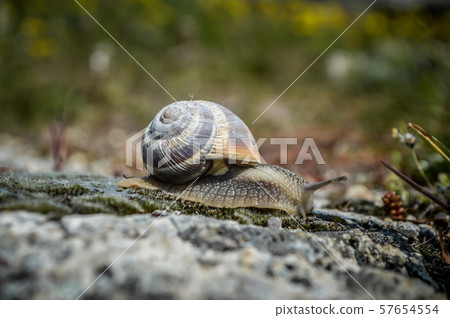 Snail at the cotton castle in Pemukkale Snail at the cotton castle in Pemukkale 57654554