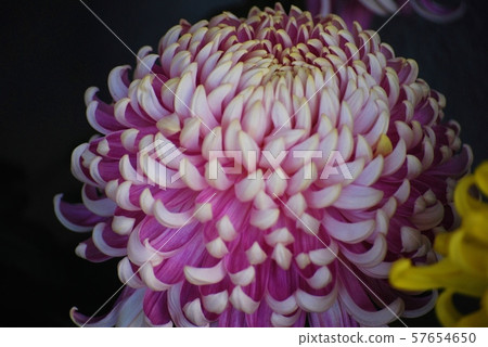 Pink colorful chrysanthemum 57654650