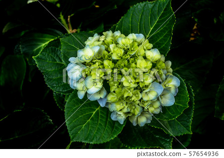 top view of White hydrangeaceae one flower top view of White hydrangeaceae one flower 57654936