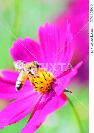 Cosmos Takaono Town, Izumi City, Kagoshima Prefecture 57655069
