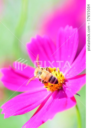 Cosmos Takaono Town, Izumi City, Kagoshima Prefecture 57655084