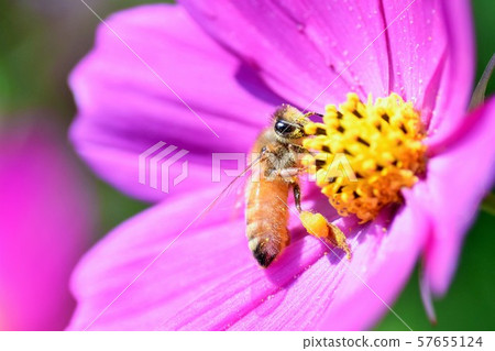 Cosmos Takaono Town, Izumi City, Kagoshima Prefecture 57655124