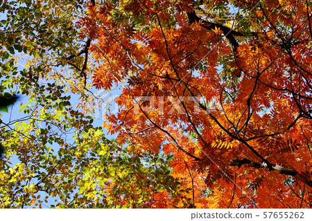 colored trees 57655262