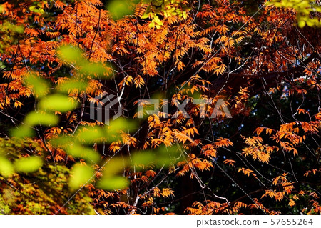 colored trees 57655264