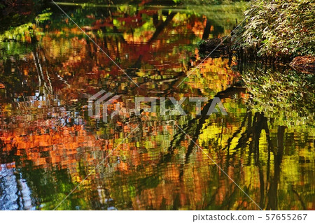 Autumn Garden Autumn Garden 57655267
