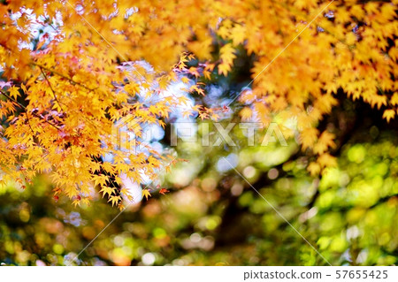 Maple Maple 57655425