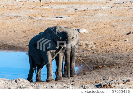 Two Male Elephants Fighting each other 57655456