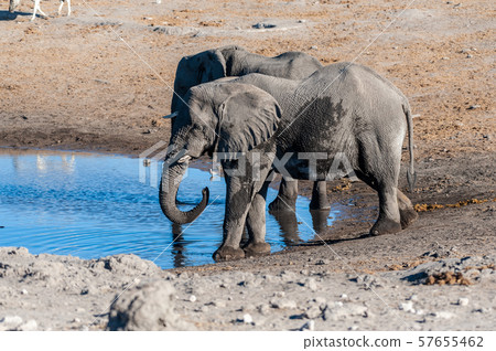Two Male Elephants Drinking from a water hole. Two Male Elephants Drinking from a water hole. 57655462