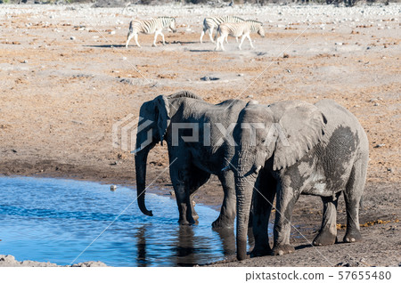 Two Male Elephants Drinking from a water hole. 57655480