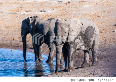 Two Male Elephants Drinking from a water hole. Two Male Elephants Drinking from a water hole. 57655482