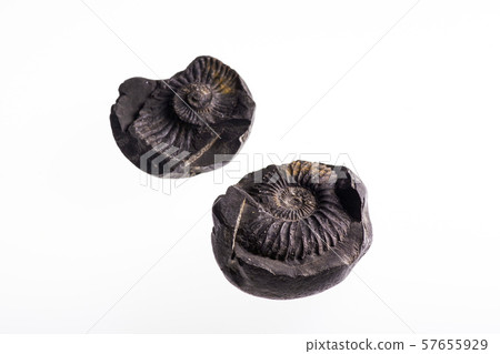 Fossil of ammonite 57655929
