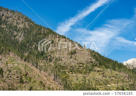 Fallen trees - force of the wind - Trentino Italy 57656185
