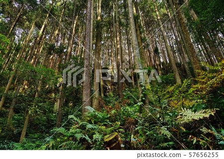 山林 山林 57656255