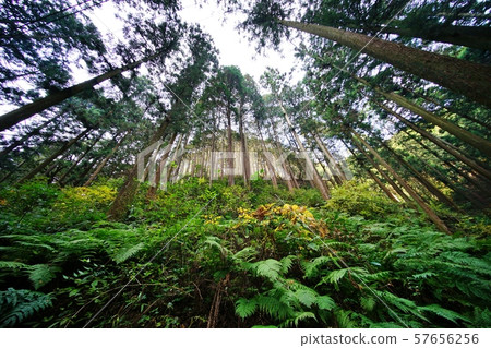 山林 山林 57656256