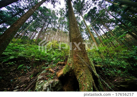 山林 57656257