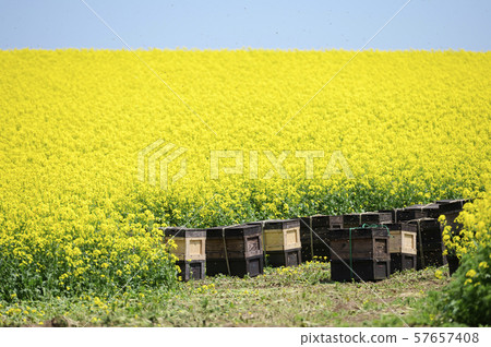 Beekeeping (honeycomb and rape) Beekeeping (honeycomb and rape) 57657408